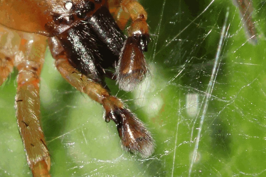 Clubiona_lutescens-1d.jpg