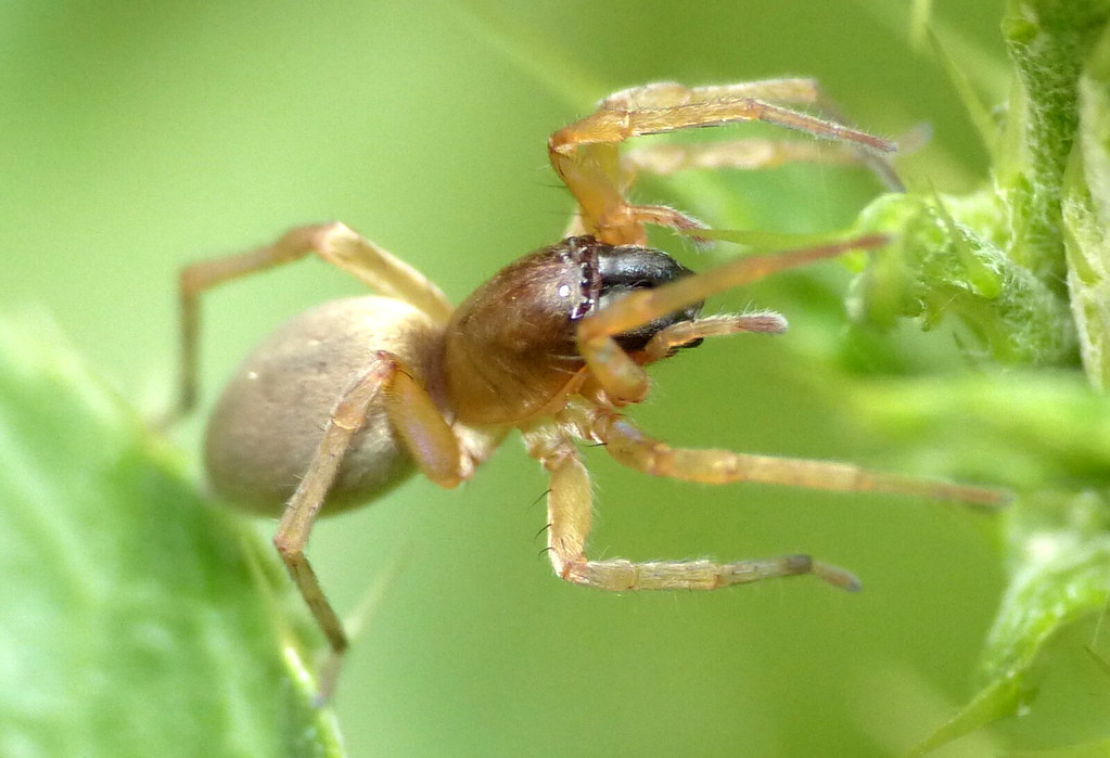Clubiona_lutescens-2.jpg
