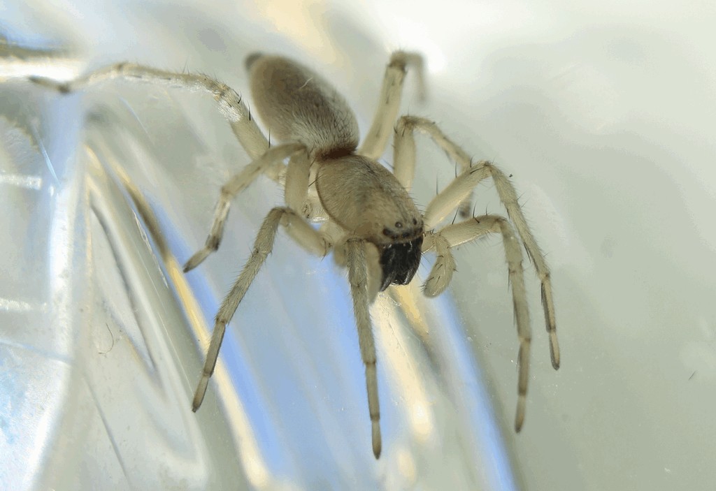 Clubiona_neglecta-1.jpg