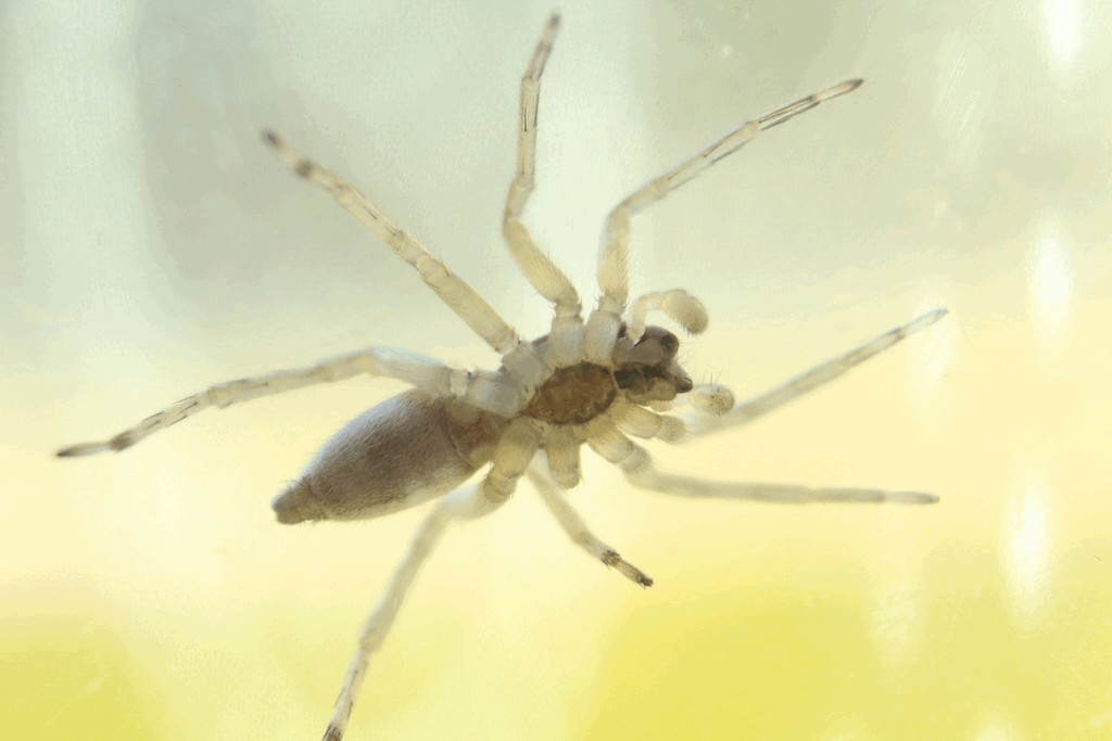 Clubiona_neglecta-1a.jpg