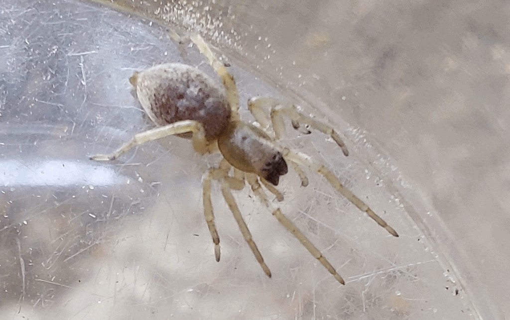 Clubiona_neglecta-2.jpg