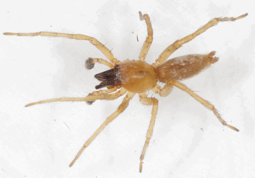 Clubiona_neglecta-3.jpg