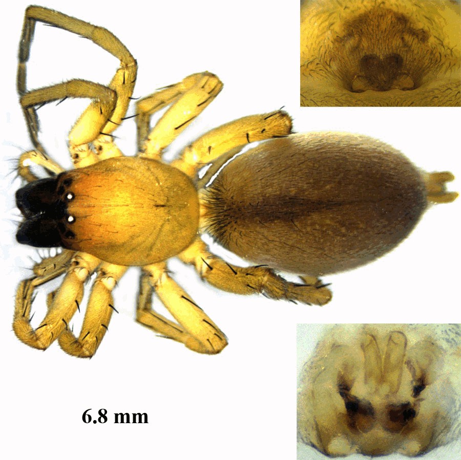 Clubiona_neglecta-4.jpg