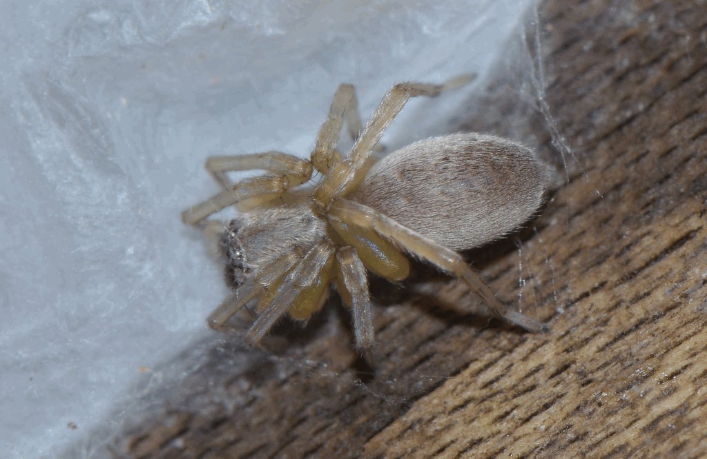Clubiona_norvegica-1.jpg