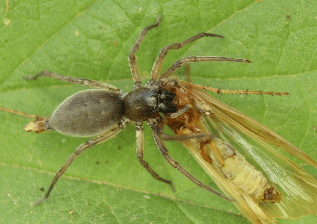 Clubiona_pallidula-1.jpg