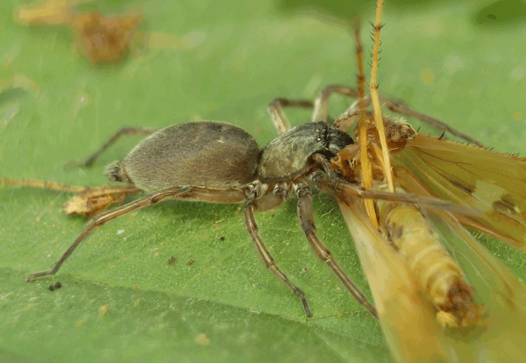 Clubiona_pallidula-1a.jpg