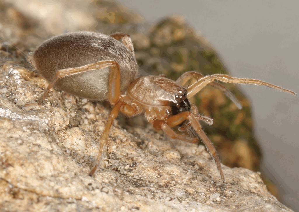 Clubiona_pallidula-2.jpg