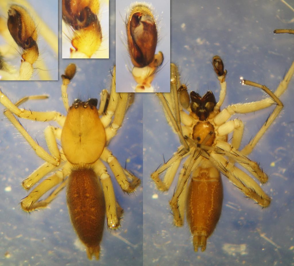 Clubiona_pallidula-5.jpg