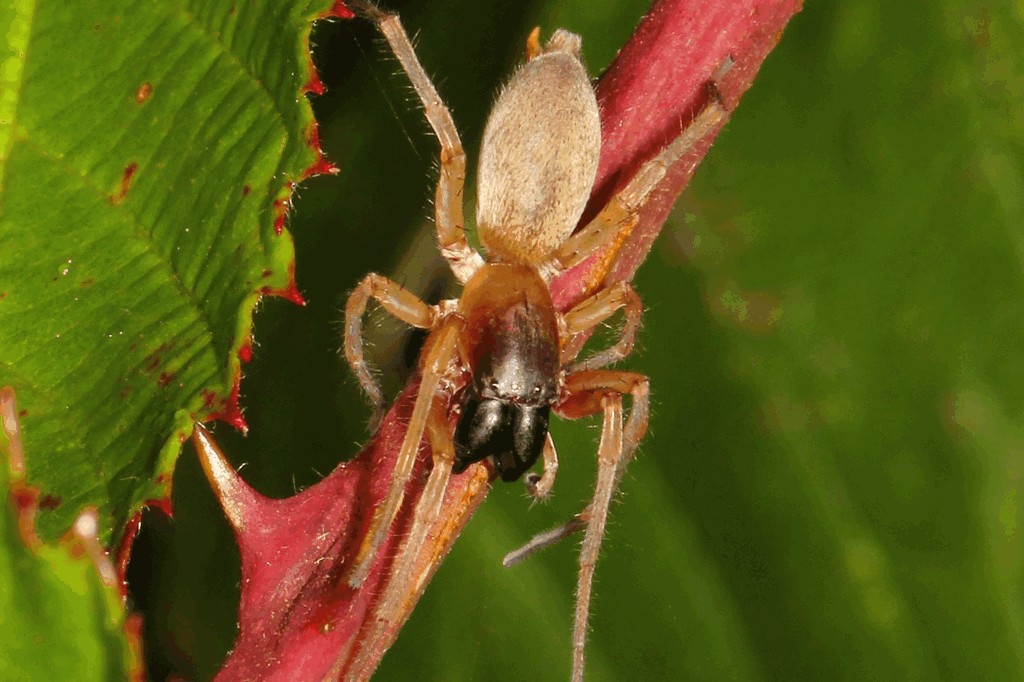 Clubiona_phragmitis-1.jpg