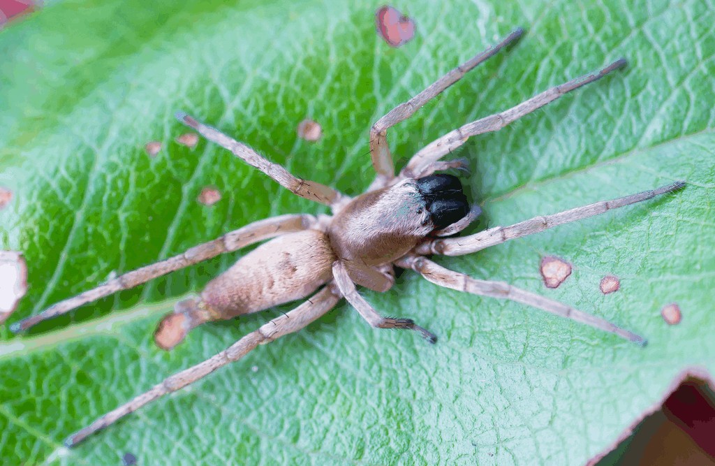 Clubiona_phragmitis-2.jpg