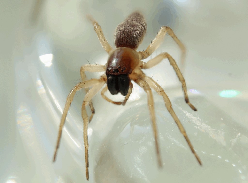 Clubiona_phragmitis-3.jpg