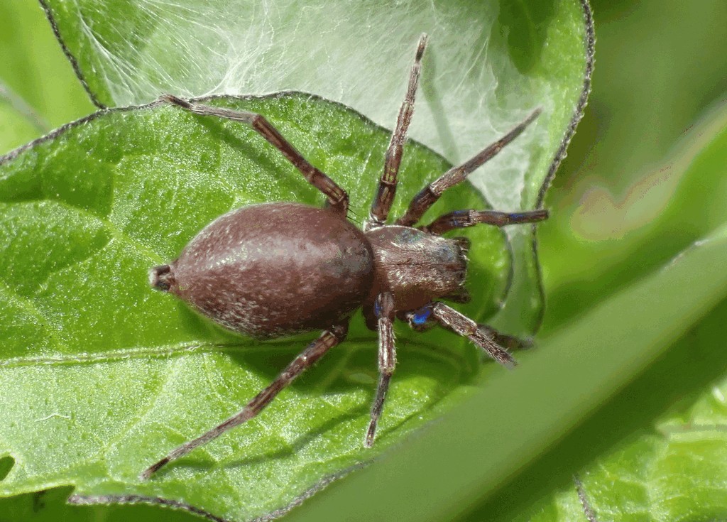 Clubiona_reclusa-1.jpg