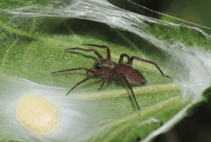 Clubiona_reclusa-2.jpg