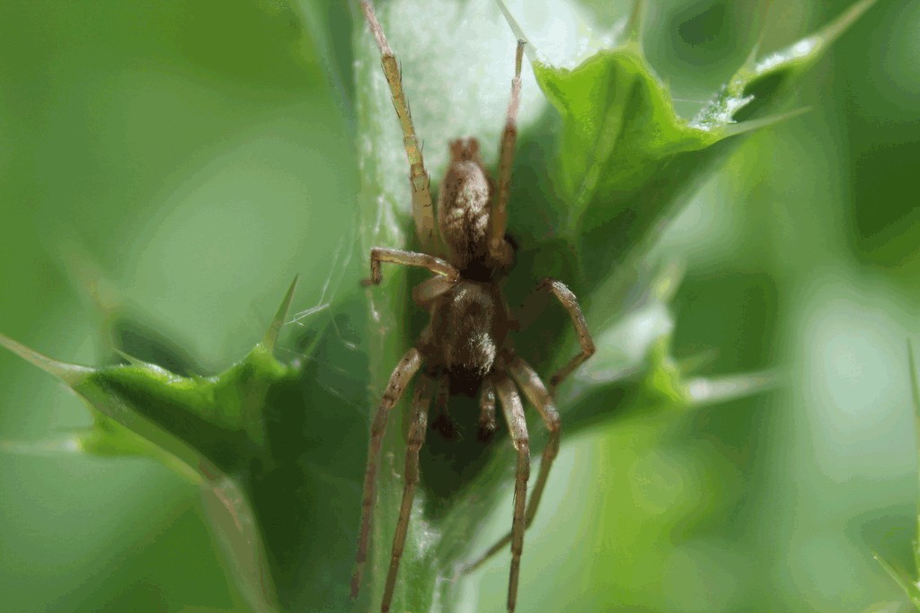 Clubiona_reclusa-3.jpg