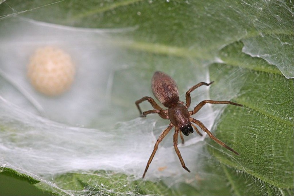 Clubiona_reclusa-4.jpg
