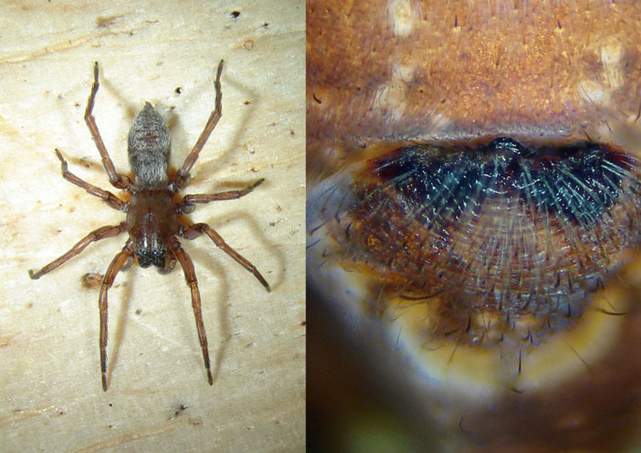 Clubiona_reclusa-5.jpg