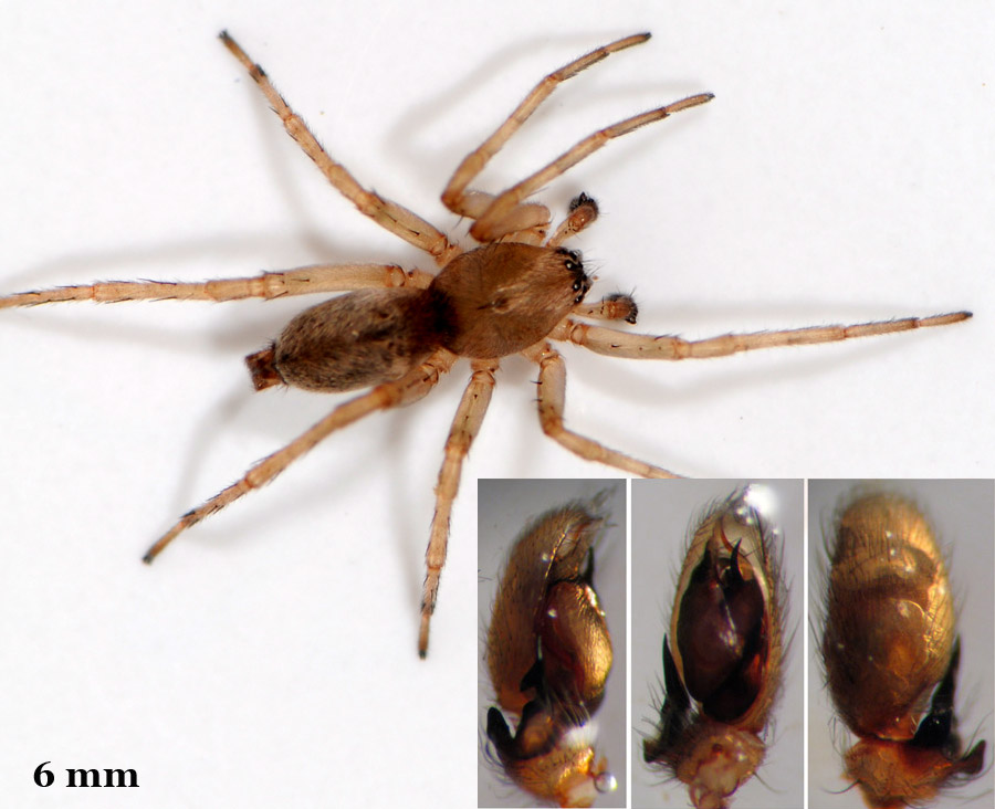 Clubiona_reclusa-6.jpg