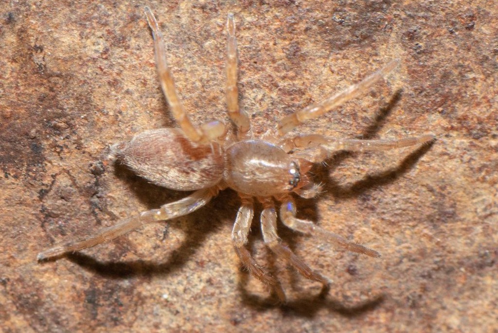 Clubiona_similis-2.jpg