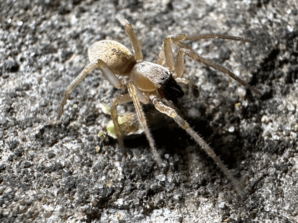Clubiona_stagnatilis-1.gif