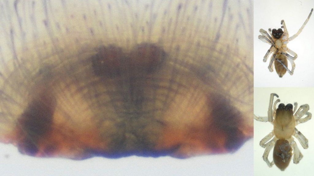 Clubiona_stagnatilis-2.jpg