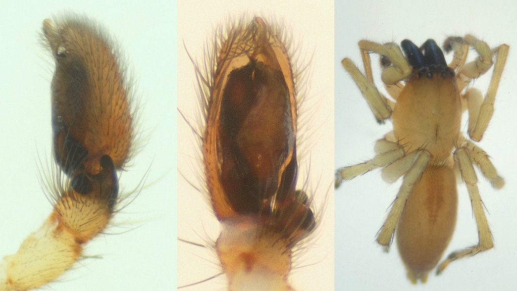 Clubiona_stagnatilis-3.jpg