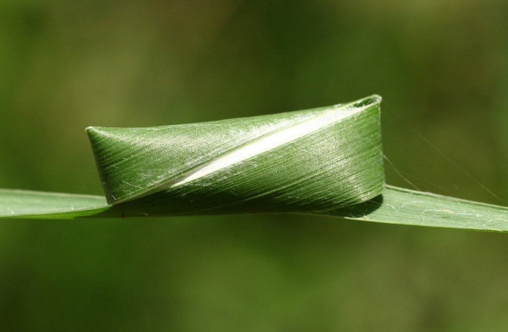 Clubiona_stagnatilis-4.jpg
