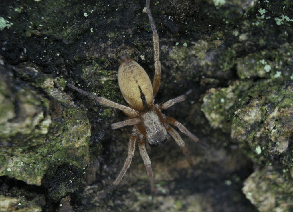 Clubiona_subsultans-1.jpg