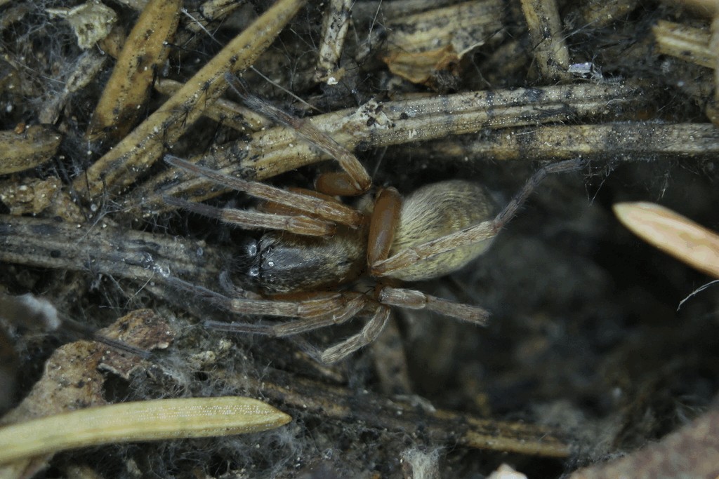 Clubiona_subsultans-2.jpg