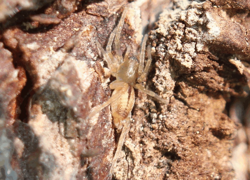 Clubiona_subsultans-3.jpg