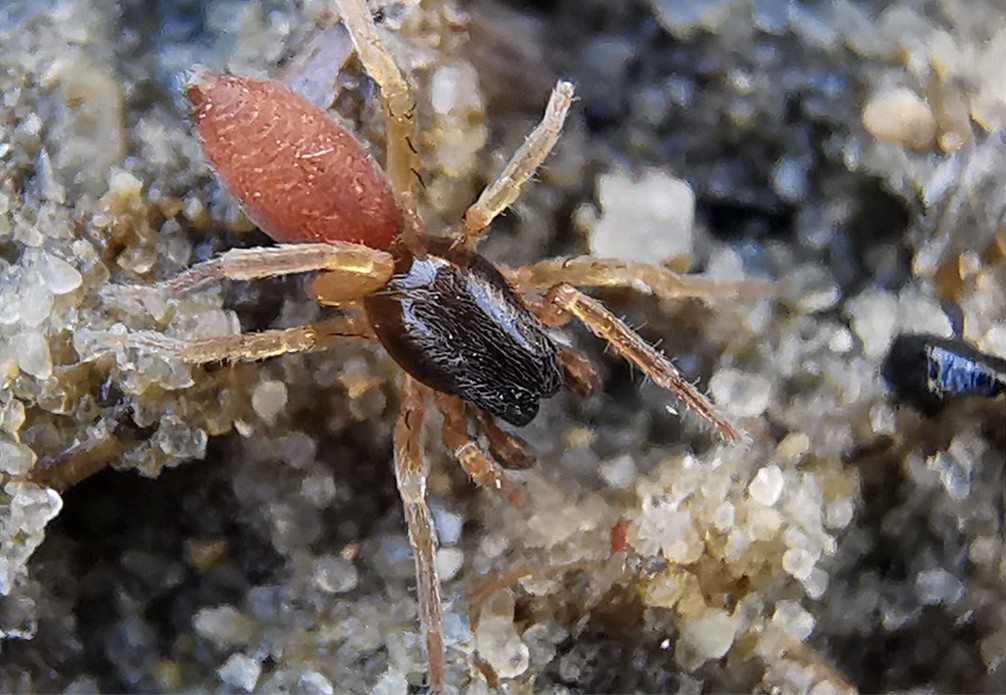 Clubiona_subtilis-1.jpg