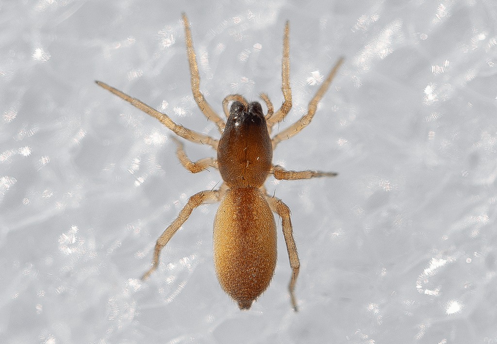 Clubiona_subtilis-2.jpg