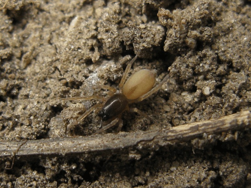 Clubiona_subtilis-3.jpg