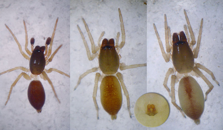 Clubiona_subtilis-5.jpg
