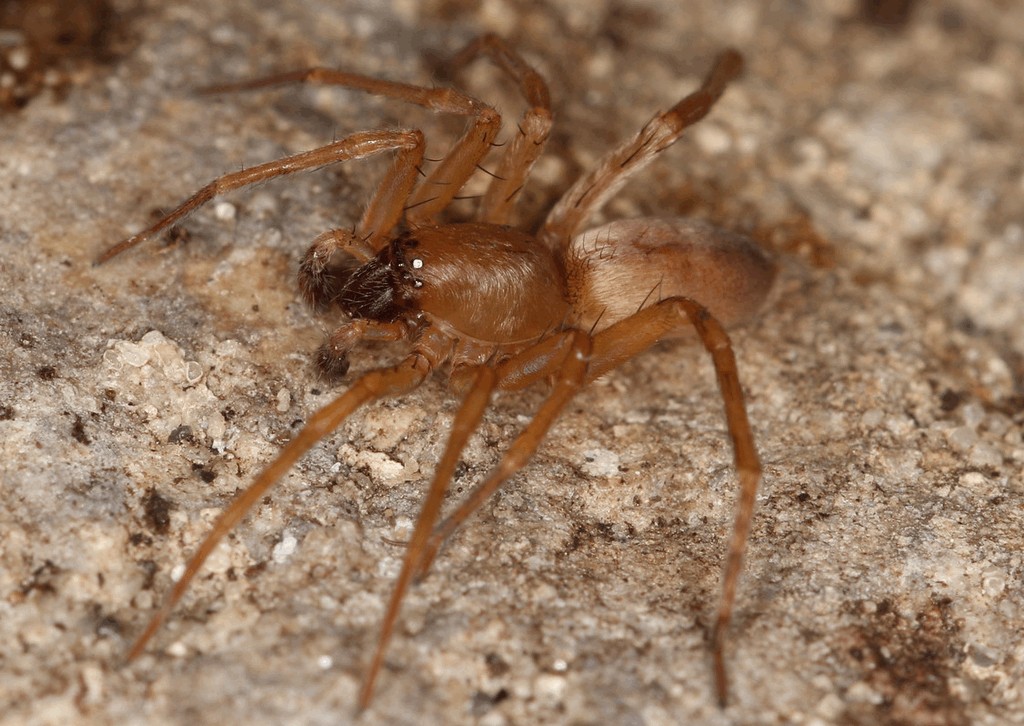 Clubiona_terrestris-1.jpg