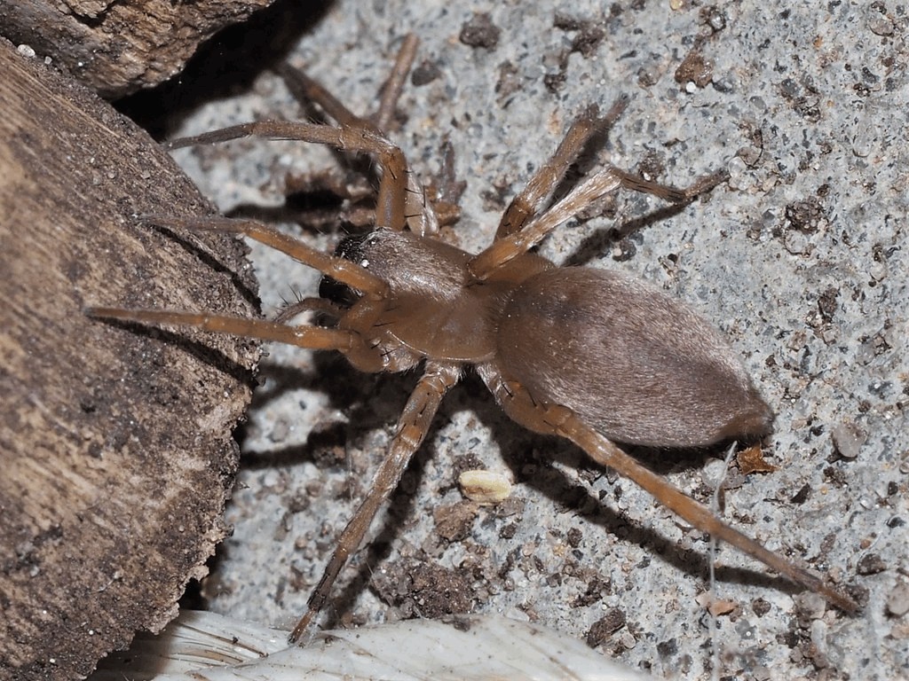 Clubiona_terrestris-2.jpg