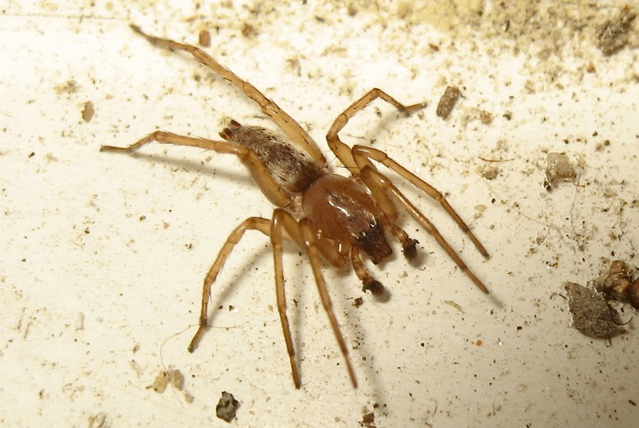 Clubiona_terrestris-3.jpg
