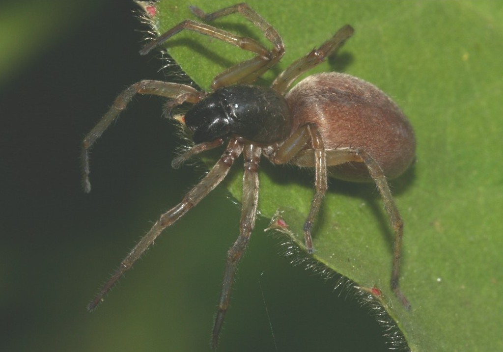 Clubiona_trivialis-1.jpg