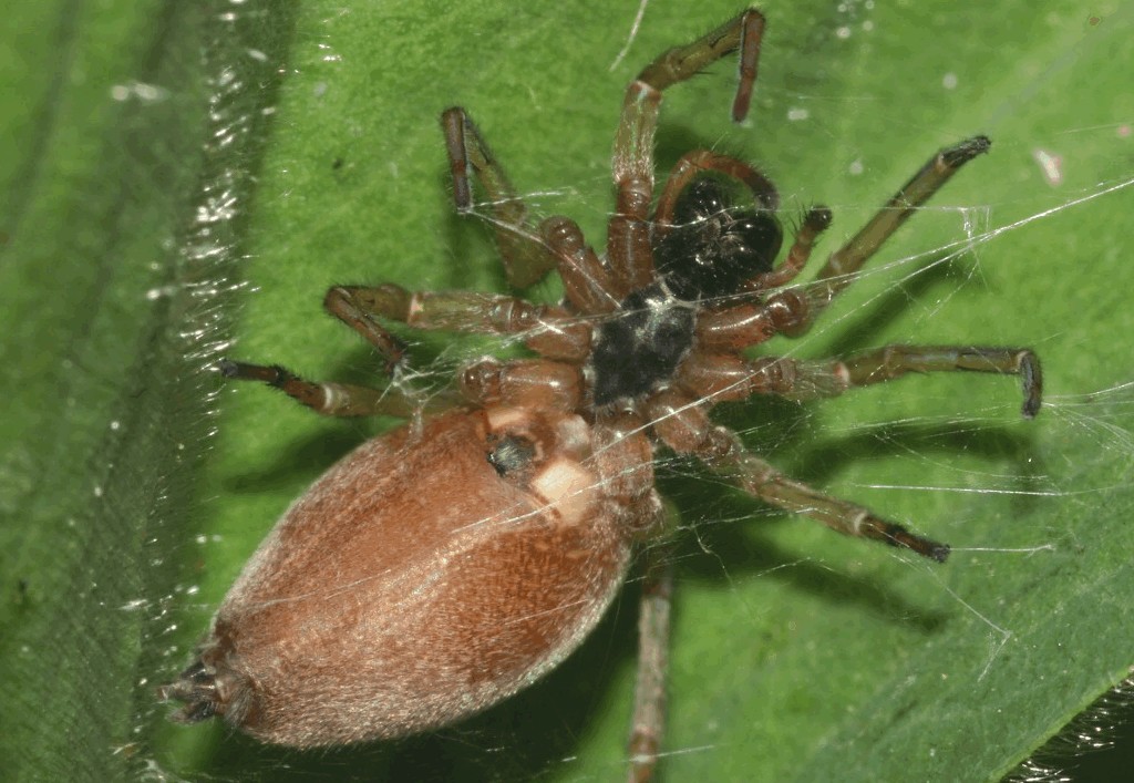 Clubiona_trivialis-2.jpg