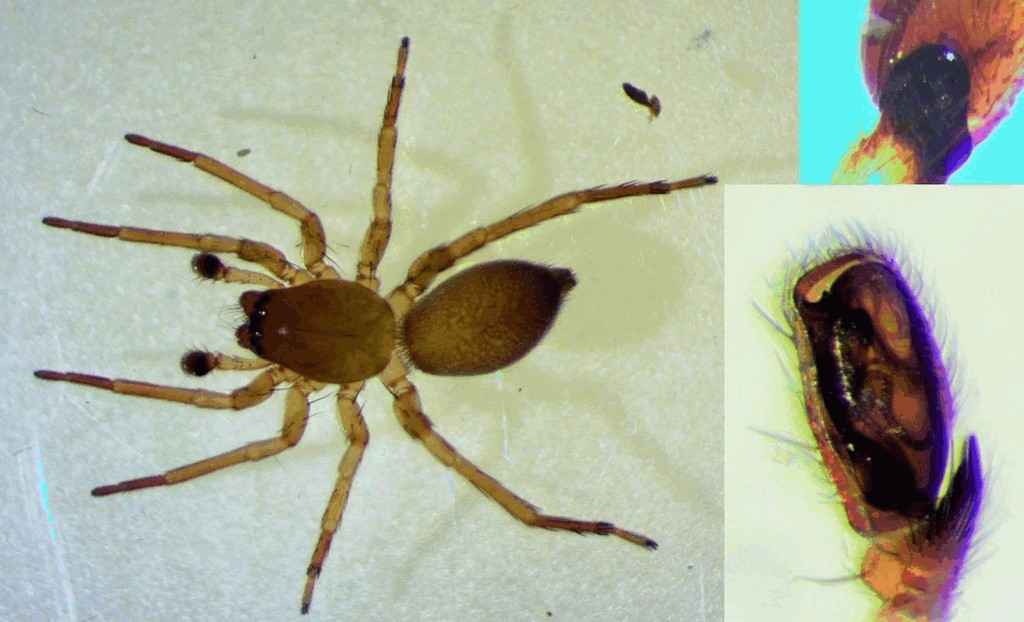 Clubiona_trivialis-3.jpg