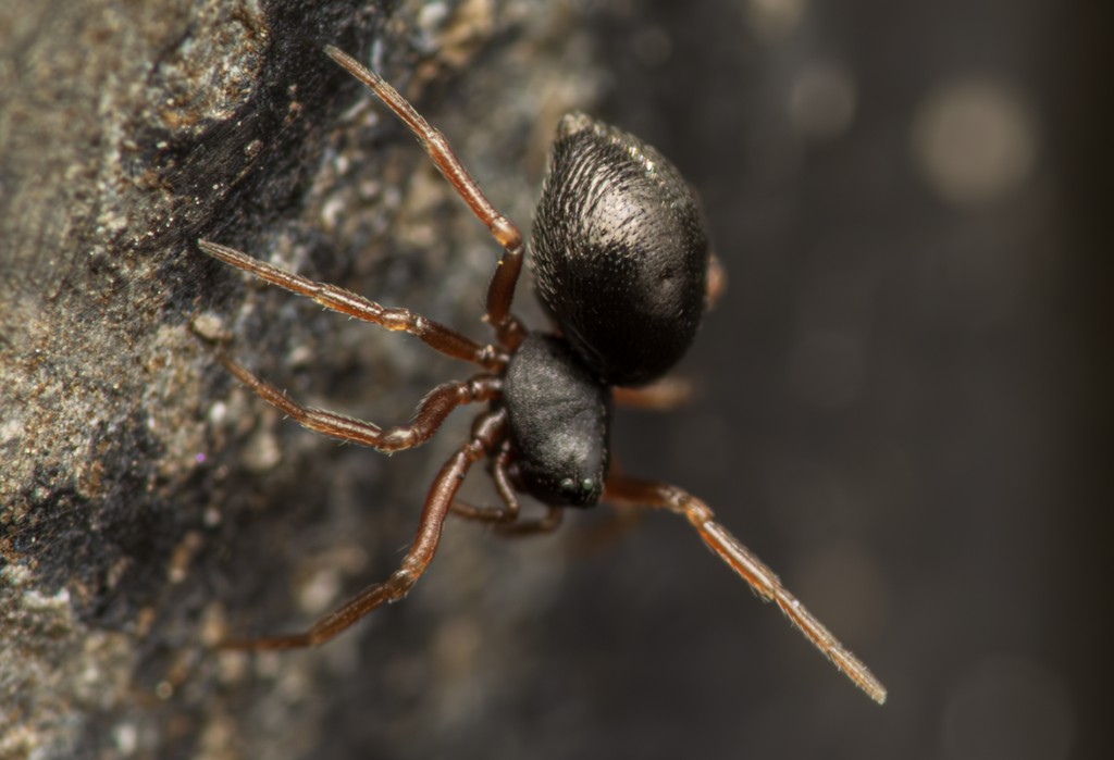 Cnephalocotes_obscurus-1.jpg