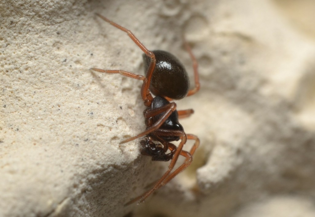 Cnephalocotes_obscurus-2.jpeg