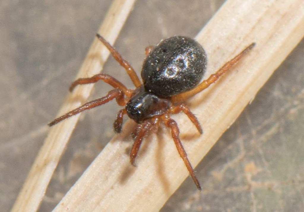 Cnephalocotes_obscurus-3.jpg