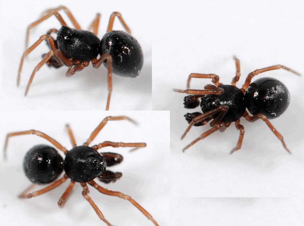 Cnephalocotes_obscurus-5.jpg
