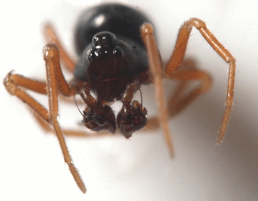 Cnephalocotes_obscurus-6.jpg
