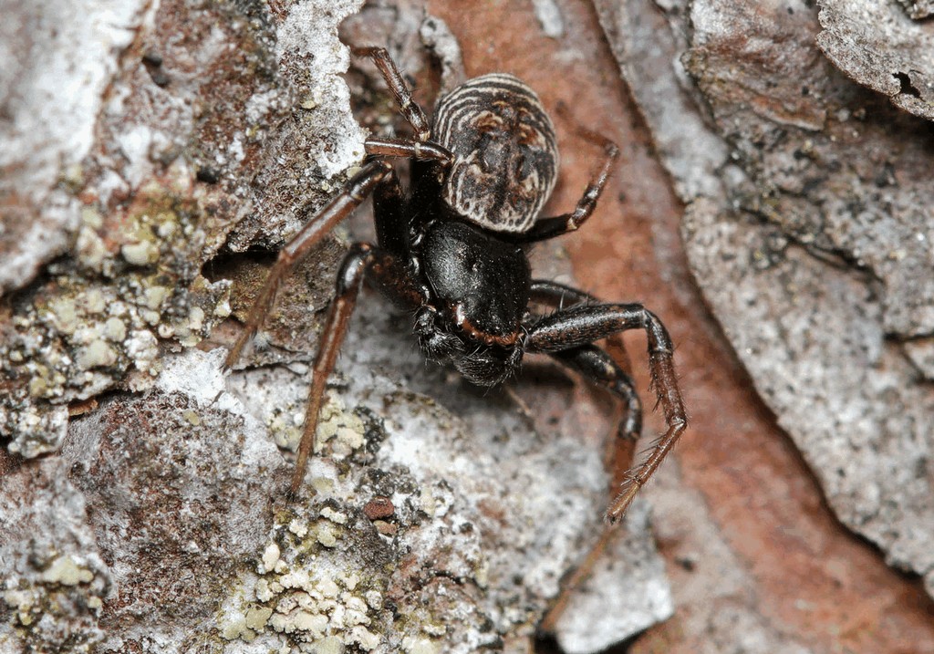 Coriarachne_depressa-1.jpg