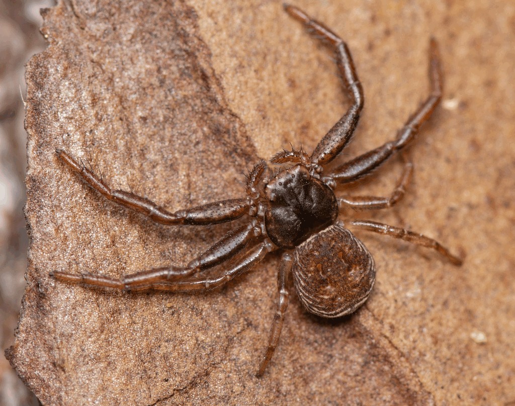 Coriarachne_depressa-2.jpg