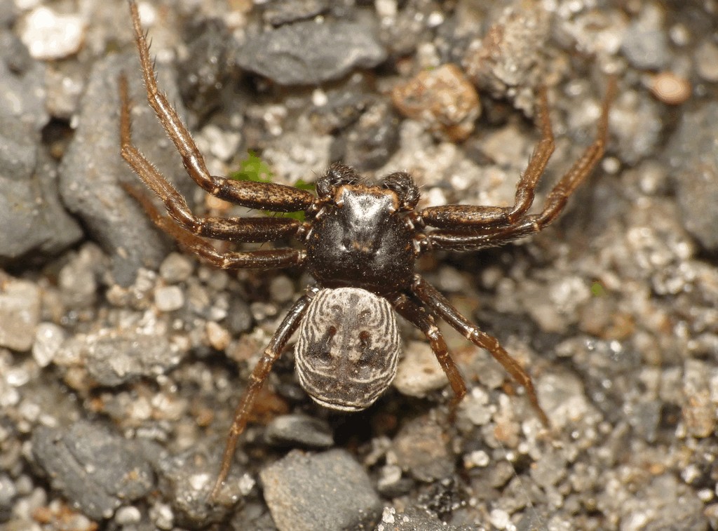 Coriarachne_depressa-4.jpg