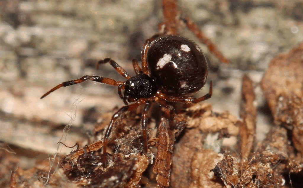 Crustulina_guttata-1.jpg