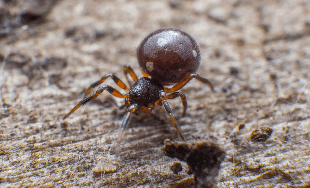 Crustulina_guttata-2.jpg