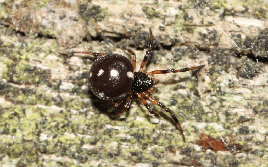 Crustulina_guttata-3.jpg